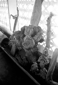 Cypress knees and cypress wood on display at the Cypress Knee Museum - Palmdale, Florida.