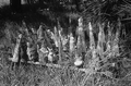 Cypress knees at the Cypress Knee Museum - Palmdale, Florida.
