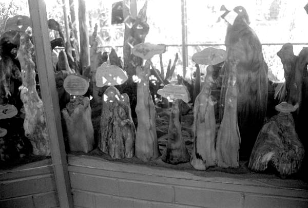 Cypress knees at the Cypress Knee Museum - Palmdale, Florida.