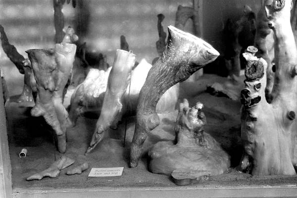 Cypress knees at the Cypress Knee Museum - Palmdale, Florida.