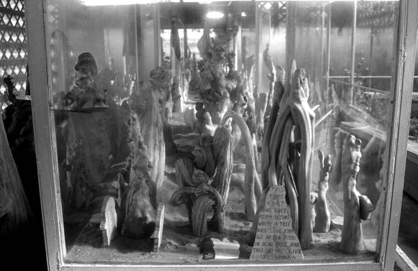 Display of cypress knees at the Cypress Knee Museum - Palmdale, Florida.
