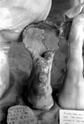 Close up of a cypress knee at the Cypress Knee Museum - Palmdale, Florida.