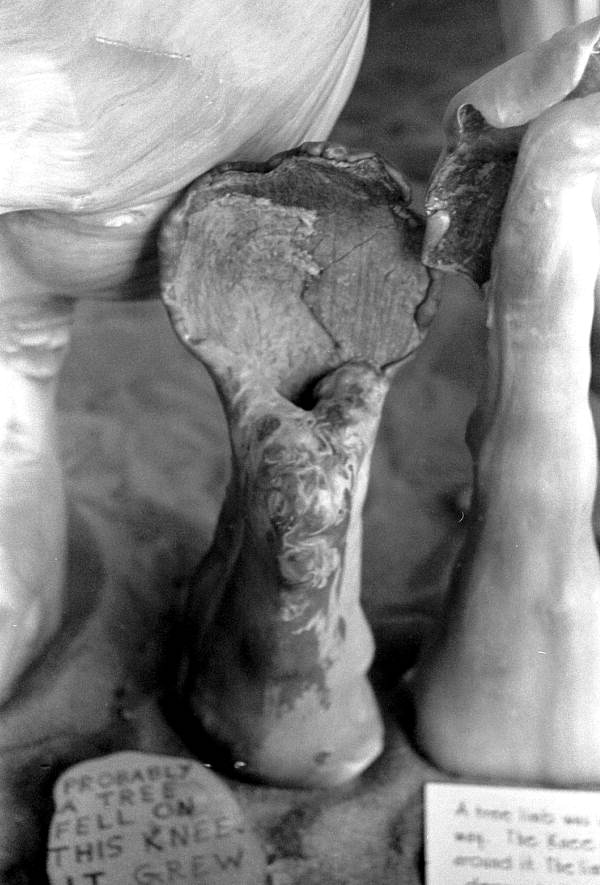 Close up of a cypress knee at the Cypress Knee Museum - Palmdale, Florida.