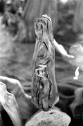Close up of a cypress knee at the Cypress Knee Museum - Palmdale, Florida.