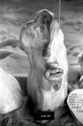 Cypress knee at the Cypress Knee Museum - Palmdale, Florida.