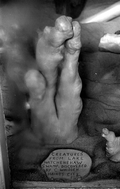 Close up of a Cypress knee at the Cypress Knee Museum - Palmdale, Florida.