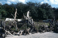 Cypress wood in the yard at the Cypress Knee Museum - Palmdale, Florida.