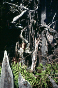Cypress wood and carved cypress knees at the Cypress Knee Museum - Palmdale, Florida.
