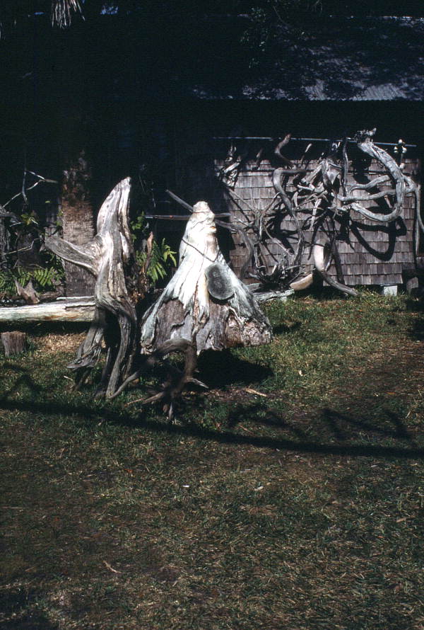 Cypress wood on display at the Cypress Knee Museum - Palmdale, Florida.
