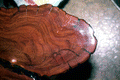 Close up of a polished piece of cypress wood - Palmdale, Florida.