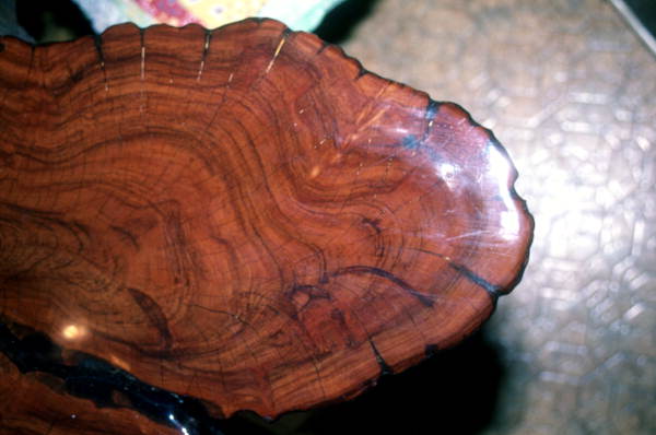 Close up of a polished piece of cypress wood - Palmdale, Florida.