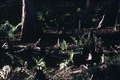 Cypress forest and cypress knees - Palmdale, Florida.