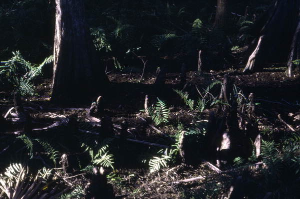 Cypress forest and cypress knees - Palmdale, Florida.