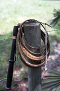 Cow whip made by George "Junior" Mills - Basinger, Florida.