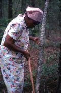 Basket maker Lucreaty Clark examining a white oak tree