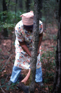Basket maker Lucreaty Clark cutting down a white oak tree