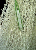 Close-up view of net being made by Billy Burbank III - Fernandina Beach, Florida