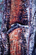 Close-up view of tree which has been cut for turpentining - White Springs, Florida.