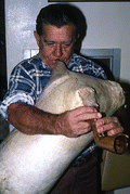 Nikitas Tsimouris playing a tsambouna - Tarpon Springs, Florida
