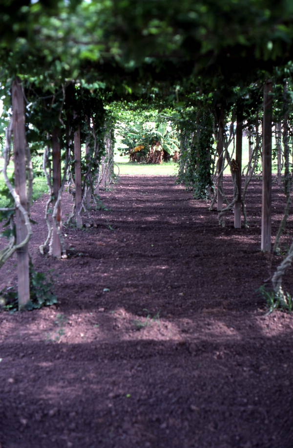 Grape arbor in Homestead in Miami-Dade County (1985).