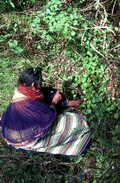 Susie Jim Billie collecting plants to make medicine - Big Cypress Reservation, Florida