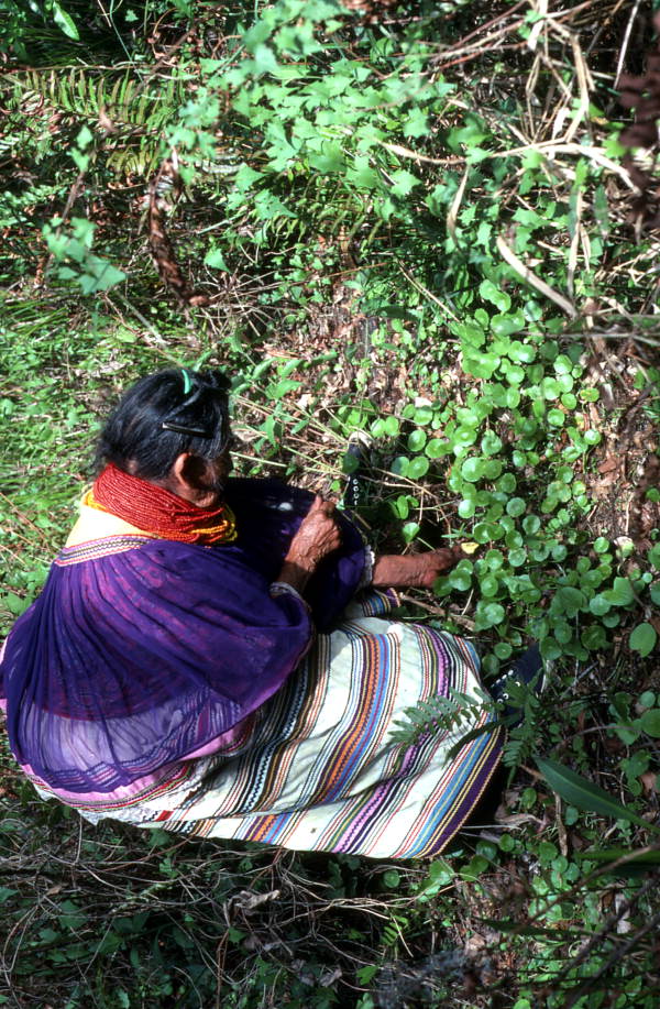 Susie Jim Billie collecting plants to make medicine - Big Cypress Reservation, Florida