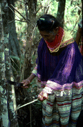 Susie Jim Billie cutting bark off of a tree for medical use - Big Cypress Reservation, Florida