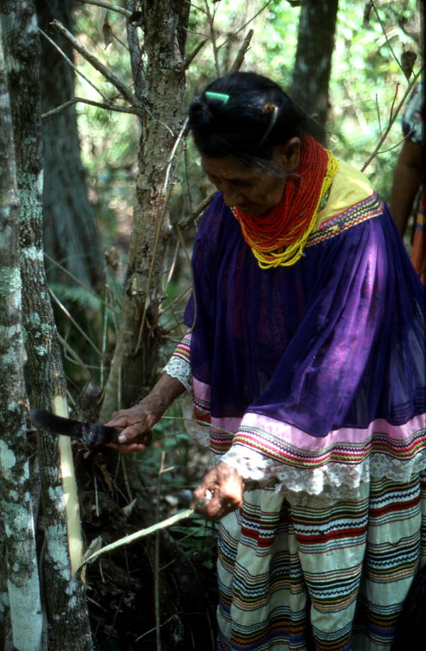 Susie Jim Billie cutting bark off of a tree for medical use - Big Cypress Reservation, Florida