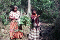 Susie Jim Billie and daughter Agnes Cypress collecting medicinal plants - Big Cypress Reservation, Florida
