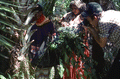 Agnes Cypress and her mother Susie Jim Billie collecting plants for medical use while folklorist Blanton Owen photographs - Big Cypress Reservation, Florida