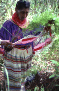 Susie Jim Billie collecting fern leaves for medical use - Big Cypress Reservation, Florida
