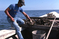 Measuring oysters - Apalachicola, Florida.