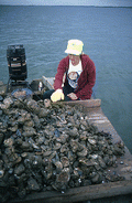 Nancy Nusz culling oysters - Apalachicola Bay, Florida