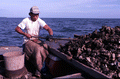 Cletis Anderson culling oysters - Apalachicola Bay, Florida.