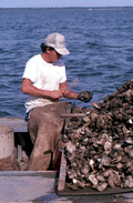 Cletis Anderson culling oysters - Apalachicola Bay, Florida.