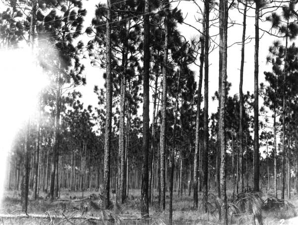 Improvement thinning in longleaf for turpentine and pine