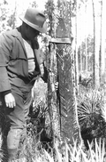 Fire and turpentine borer damage.