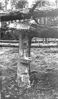 Damage to turpentined timber resulting from hurricane of Sept. 4, 1935.
