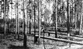 Damage in turpentine tree stand caused by hurricane of Sept. 4, 1935.