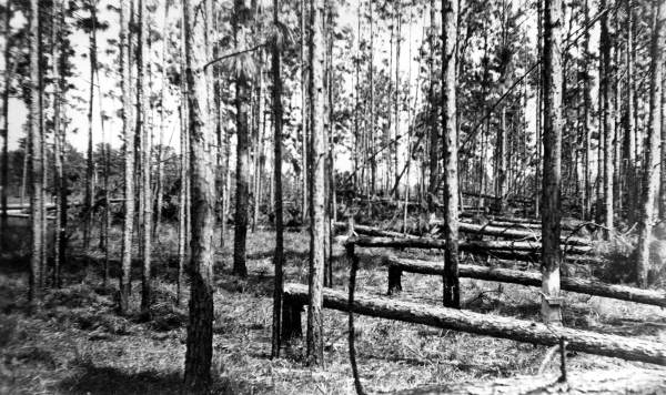 Damage in turpentine tree stand caused by hurricane of Sept. 4, 1935.