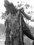 Summer wind damage and effects of turpentine borer and fire on turpentine timber.