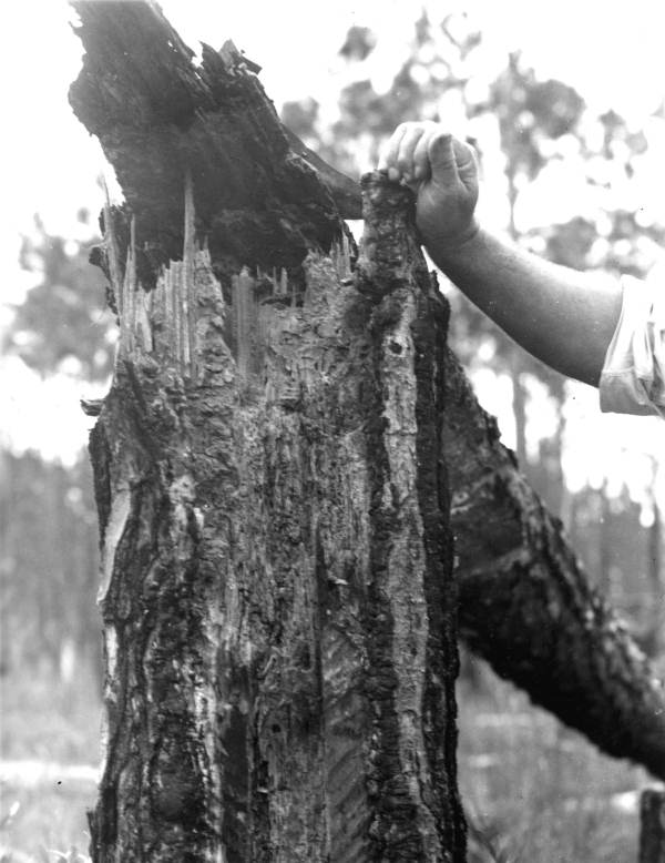 Summer wind damage and effects of turpentine borer and fire on turpentine timber.