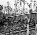 Damage to turpentine timber caused by hurricane of Sept. 4, 1935.