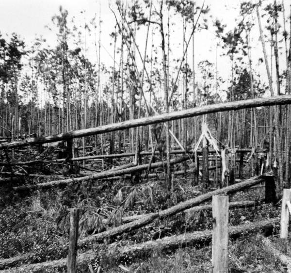Damage to turpentine timber caused by hurricane of Sept. 4, 1935.