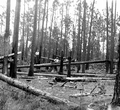 Summer wind damage and effects of fire on turpentine timber.