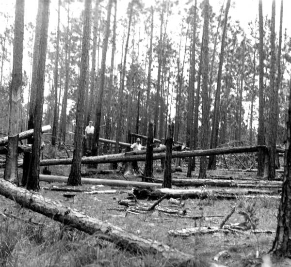 Summer wind damage and effects of fire on turpentine timber.