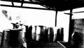 Rosin in barrels ready for shipping