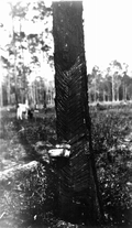 Collecting gum from pine tree for turpentine