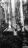 Collecting gum from pine trees for turpentine.