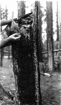 Summer wind damage and effects of turpentine borer and fire on turpentine timber.